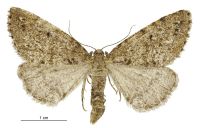 Pseudocoremia terrena (female). Geometridae: Ennominae. 