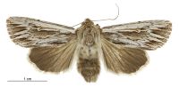 Persectania aversa (female). Noctuidae: Noctuinae. 
