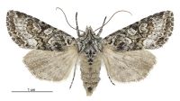 Graphania petrograpta (female). Noctuidae: Noctuinae. 