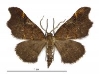 Paradetis porphyrias (male). Geometridae: Larentiinae. 