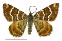 Notoreas niphocrena (male). Geometridae: Larentiinae. 