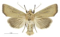 Tmetolophota blenheimensis (male). Noctuidae: Noctuinae. 