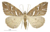 Chalastra aristarcha (female). Geometridae: Ennominae. 