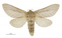 Wiseana umbraculata (female). Hepialidae: . 