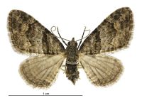 Phrissogonus laticostatus (female). Geometridae: Larentiinae. 