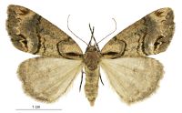 Chalastra ochrea (female). Geometridae: Ennominae. 