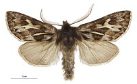 Ichneutica dione (male). Noctuidae: Noctuinae. 
