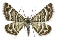 Notoreas paradelpha (female). Geometridae: Larentiinae. 