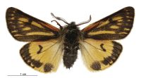 Metacrias erichrysa (male). Erebidae: Arctiinae. 