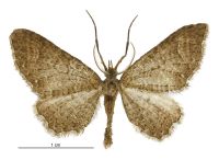 Pasiphila heighwayi (male). Geometridae: Larentiinae. 