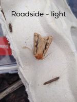 Moths found at Shotover Primary School. Image - Emma Watts.