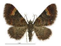Pasiphila rivalis (male). Geometridae: Larentiinae. 