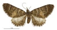 Pasiphila rubella (female). Geometridae: Larentiinae. 