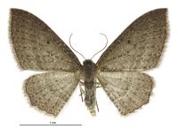 Poecilasthena subpurpureata (female). Geometridae: Larentiinae. 
