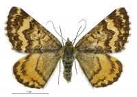 Dasyuris partheniata (female). Geometridae: Larentiinae. 
