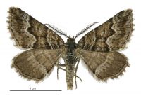 Aponotoreas anthracias (male). Geometridae: Larentiinae. 