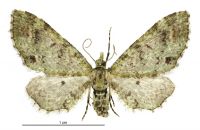 Pasiphila cotinaea (female). Geometridae: Larentiinae. 