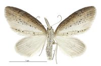 Microdes epicryptis (female). Geometridae: Larentiinae. 