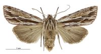 Tmetolophota similis (female). Noctuidae: Noctuinae. 