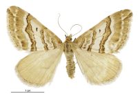Asaphodes cataphracta (female). Geometridae: Larentiinae. 