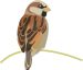 House sparrow  factsheet