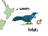 <h5 style=text-transform:uppercase;margin:0em;>Ngā ingoa Māori rerekē o ngā rohe</h5><p>In Waiapu area (on the East Cape), <em>tataki</em> is said to denote a large <em>tūī</em>, a male bird. The male has a larger white tuft and more white feathering on the collar than the female.</p>