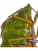 MESOSTERNAL CARINA (midline ridge underneath thorax between mid and hind legs) weakly developed.