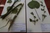 Two of the now dozens of samples that Landcare Research has carefully preserved in its Allan Herbarium.