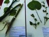 Two of the now dozens of Velvetleaf specimens that Landcare Research has carefully preserved and added to its Allan Herbarium collection.