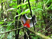 Researchers developed this chew tag and tracking device that can be pulled up into the canopy to study
mouse climbing.