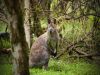 Wallabies compete with livestock for pasture and damage native vegetation.