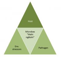 Fig. 4: The “holistic” disease triangle recognising the role of microbes in mediating the interactions between environmental stress, host responses and pathogen ecology and disease aetiology.