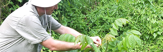Iain Paterson releasing mites on African tulip tree