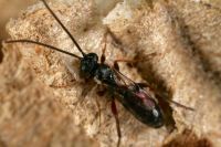 <em>Sphecophaga vesparum</em> female on wasp nest.