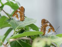 White Admiral Butterfly