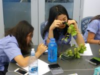 Takapuna Grammar students identifying honeysuckle using smartphone apps. Photo: Murray Dawson.