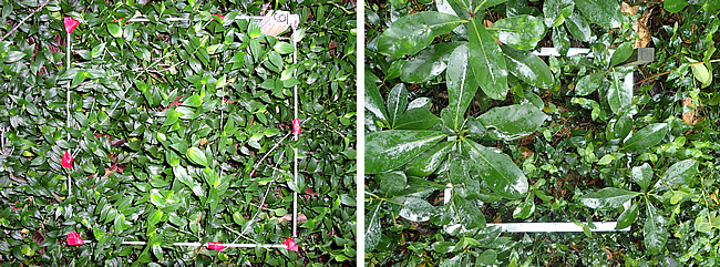 Mt Smart, Auckland, before (2011) and after (2018) leaf beetles were released, showing tradescantia decline and resurgence of native plants.