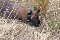 GPS collar on a wallaby. The GPS unit is on top of the collar. The battery and LoRa wireless system is underneath.