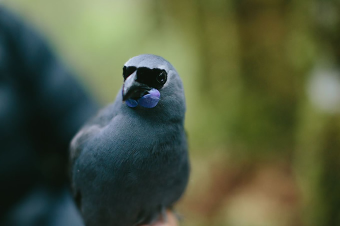 A wild kōkako intrigued at the camera