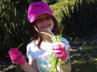 Student with onion weed. Photographed by a student of Wakaaranga Primary School