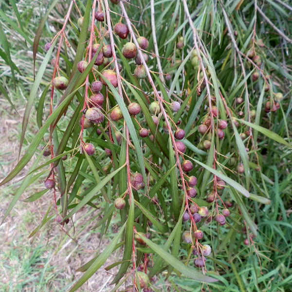Wasp galls replacing flower buds on Sydney golden wattle. Image:  projectnoah.org