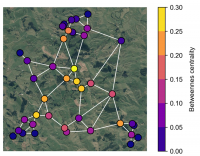 Figure 1. A hypothetical example of using network connectivity as a basis for pest control. A series of localised populations of an invasive pest species connected via dispersal pathways that form a network of populations across a landscape is illustrated above.  If the connections are known or can be predicted, then a network connectivity metric, such as ‘betweeness centrality’, can be used to identify those localised populations that form critical junctions for dispersal around the network.  Targeting such localised populations with higher betweeness centrality may break the network into smaller, isolated populations that are individually easier to control or eradicate.