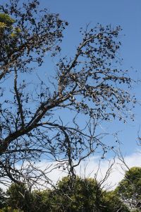 Severe dieback in a 10 m tall Sydney golden wattle tree in South Africa resulting from heavy galling of flower buds by the gall wasp.