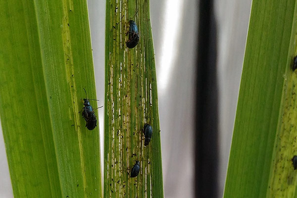 Iris flea beetle adults and damage 