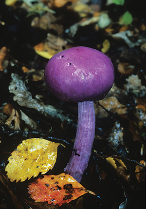 A purple pouch fungus.
