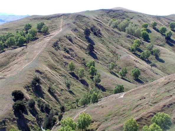 Figure 1 Space-planted trees at Te Whanga Station, Wairarapa. (Photo provided by Les Basher.)