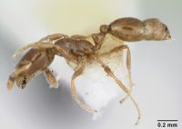 Lateral view. Image - ANTWEB