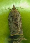 Light Brown Apple Moth, leafroller caterpillar