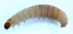 Larva of indian meal moth