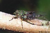 Chorus Cicada: <em>Amphipsalta zelandica </em>